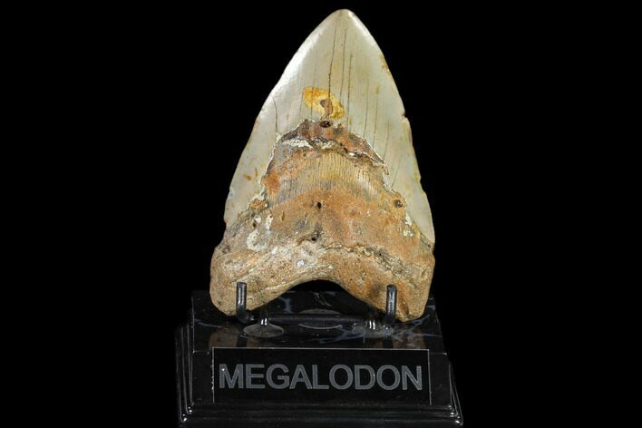 Fossil Megalodon Tooth - North Carolina #119437